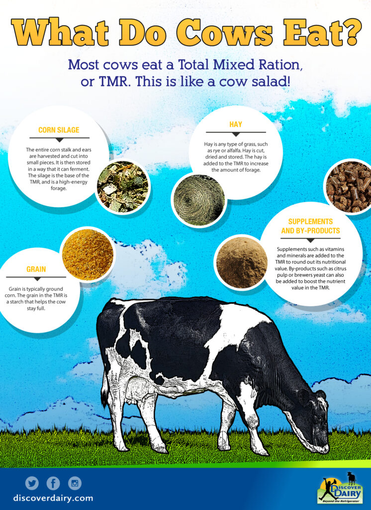 what-do-cows-eat_final - Discover Dairy