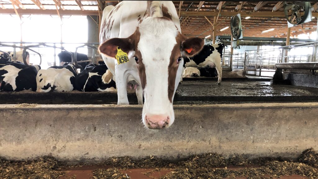 “Adopt a Cow” Program Gives Students an Inside Look at Dairy Farming ...