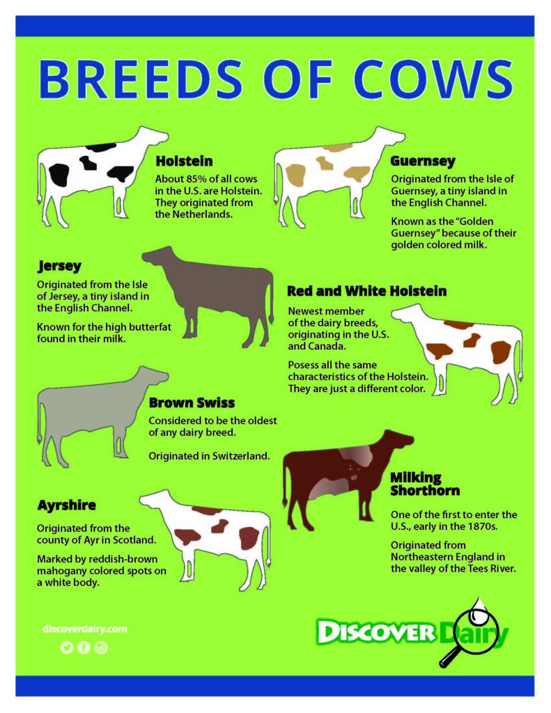 Breeds Of Cows 791x1024 