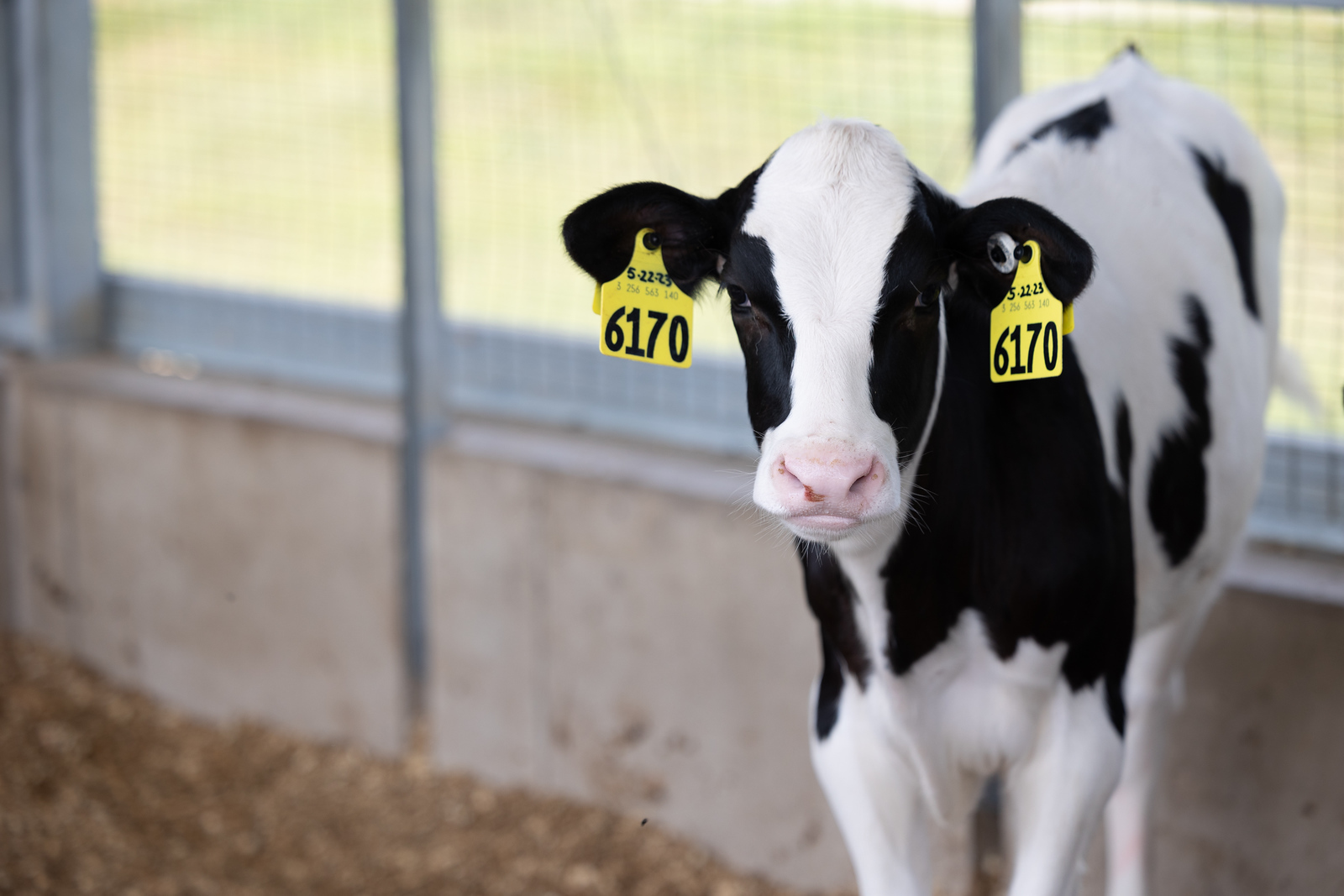 What Happens When a Calf Is Born? - Discover Dairy